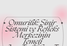 Omurilik, sinir sistemi