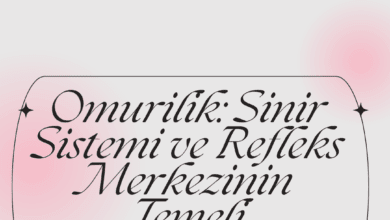 Omurilik, sinir sistemi