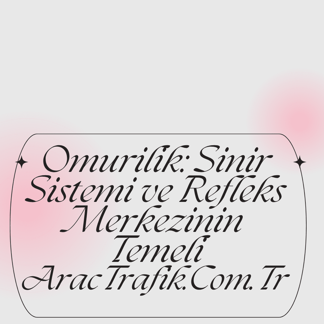Omurilik, sinir sistemi